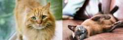 Ginger Tabby vs Burmese - Breed Comparison