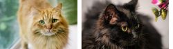 Ginger Tabby vs Chantilly/Tiffany - Breed Comparison