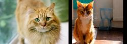 Ginger Tabby vs Chausie - Breed Comparison