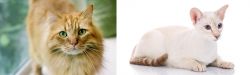 Ginger Tabby vs Colorpoint Shorthair - Breed Comparison