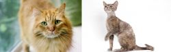 Ginger Tabby vs Devon Rex - Breed Comparison