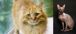 Ginger Tabby vs Don Sphynx - Breed Comparison