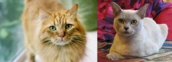 Ginger Tabby vs European Burmese - Breed Comparison