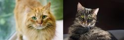 Ginger Tabby vs European Shorthair - Breed Comparison