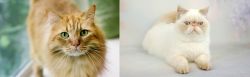 Ginger Tabby vs Exotic Shorthair - Breed Comparison