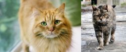 Ginger Tabby vs Farm Cat - Breed Comparison