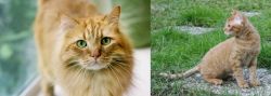Ginger Tabby vs German Rex - Breed Comparison