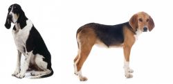 Grand Anglo-Francais Blanc et Noir vs Beagle-Harrier - Breed Comparison