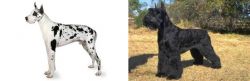 Great Dane vs Giant Schnauzer - Breed Comparison