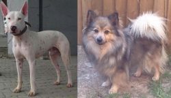 Gull Terr vs German Spitz (Mittel) - Breed Comparison