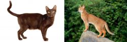 Havana Brown vs Abyssinian - Breed Comparison