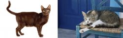 Havana Brown vs Aegean - Breed Comparison