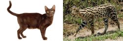 Havana Brown vs African Serval - Breed Comparison