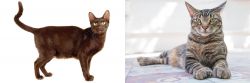 Havana Brown vs American Polydactyl - Breed Comparison