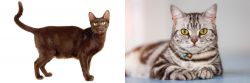 Havana Brown vs American Shorthair - Breed Comparison