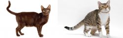 Havana Brown vs American Wirehair - Breed Comparison