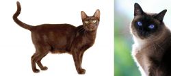 Havana Brown vs Applehead Siamese - Breed Comparison