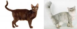 Havana Brown vs Asian Semi-Longhair - Breed Comparison