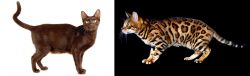 Havana Brown vs Bengal - Breed Comparison