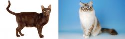 Havana Brown vs Birman - Breed Comparison