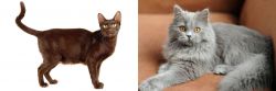 Havana Brown vs British Semi-Longhair - Breed Comparison