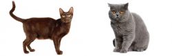 Havana Brown vs British Shorthair - Breed Comparison