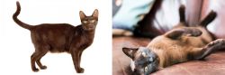 Havana Brown vs Burmese - Breed Comparison