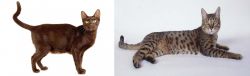 Havana Brown vs California Spangled Cat - Breed Comparison
