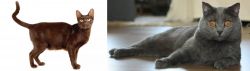 Havana Brown vs Chartreux - Breed Comparison