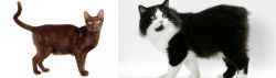 Havana Brown vs Cymric - Breed Comparison