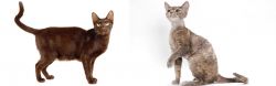 Havana Brown vs Devon Rex - Breed Comparison