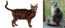 Havana Brown vs Dilute Calico - Breed Comparison