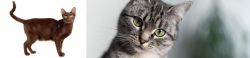 Havana Brown vs Domestic Shorthaired Cat - Breed Comparison