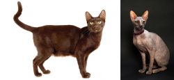 Havana Brown vs Don Sphynx - Breed Comparison