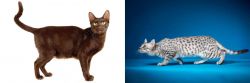 Havana Brown vs Egyptian Mau - Breed Comparison
