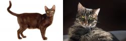Havana Brown vs European Shorthair - Breed Comparison