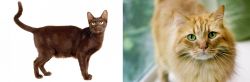 Havana Brown vs Ginger Tabby - Breed Comparison