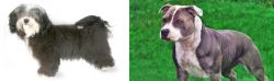Havanese vs Irish Staffordshire Bull Terrier - Breed Comparison