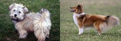  vs Shetland Sheepdog - Breed Comparison