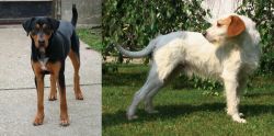 Hungarian Hound vs Istarski Ostrodlaki Gonic - Breed Comparison