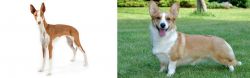 Ibizan Hound vs Cardigan Welsh Corgi - Breed Comparison