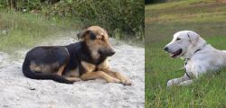 Indian Pariah Dog vs Akbash Dog - Breed Comparison