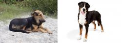 Indian Pariah Dog vs Greater Swiss Mountain Dog - Breed Comparison