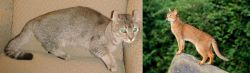 Jaguarundi Curl vs Abyssinian - Breed Comparison