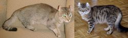 Jaguarundi Curl vs American Curl - Breed Comparison