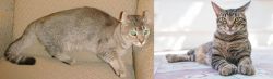 Jaguarundi Curl vs American Polydactyl - Breed Comparison
