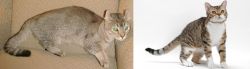 Jaguarundi Curl vs American Wirehair - Breed Comparison