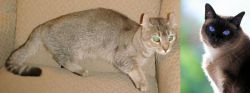 Jaguarundi Curl vs Applehead Siamese - Breed Comparison