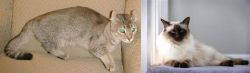 Jaguarundi Curl vs Balinese - Breed Comparison