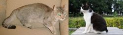 Jaguarundi Curl vs Bicolor - Breed Comparison